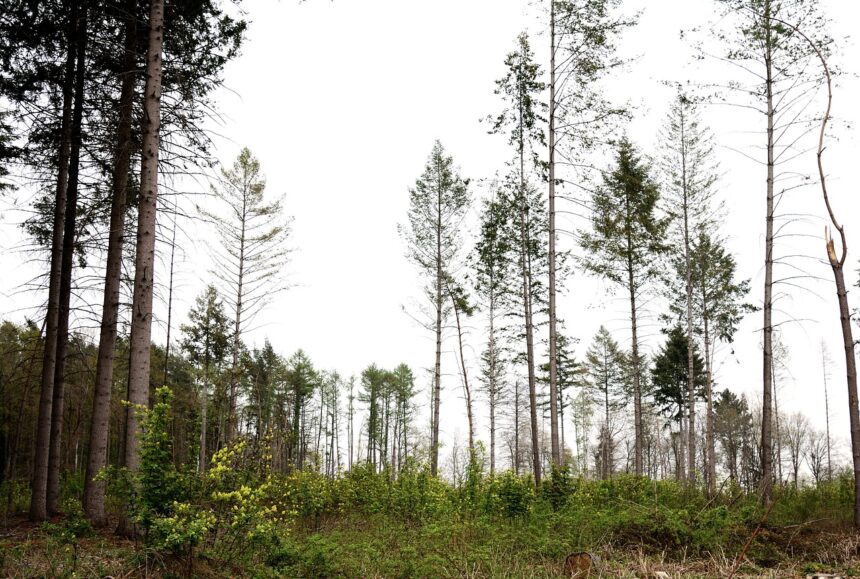 Forest cover