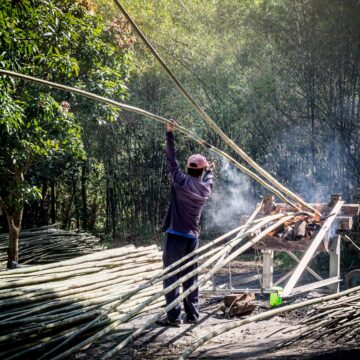 Sikkim Bamboo