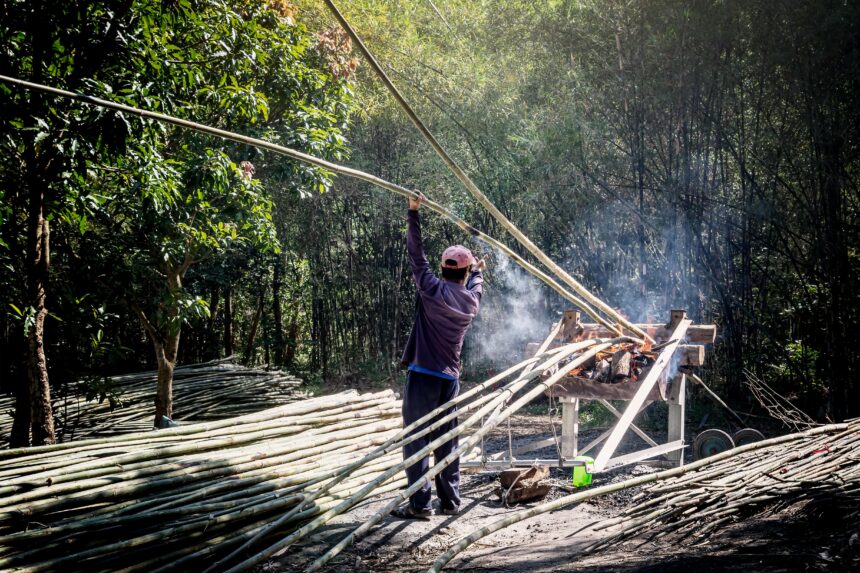 Sikkim Bamboo