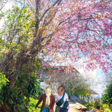 Shillong's Cherry Blossom