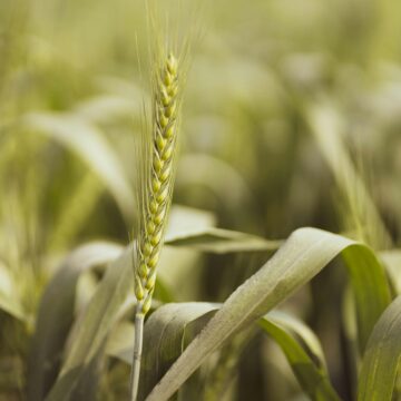 Punjab farmers
