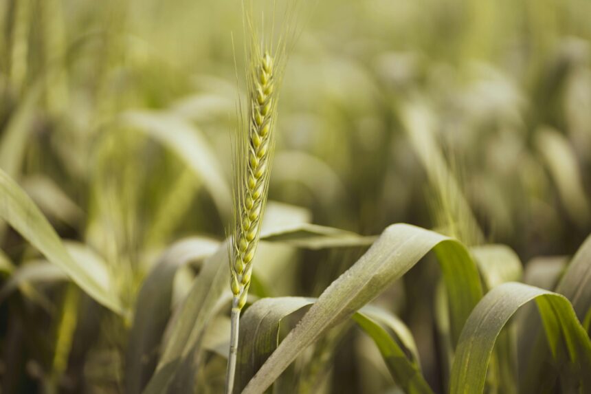 Punjab farmers