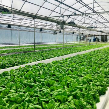 Mizoram Sees Surge in Horticulture Produce with Modern Farming Techniques