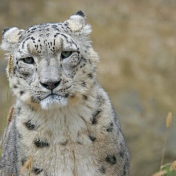 Snow Leopard