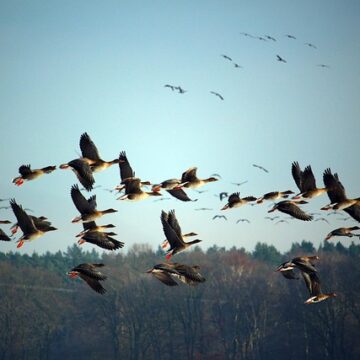 Chilika Lake Sees Surge in Migratory Bird Population