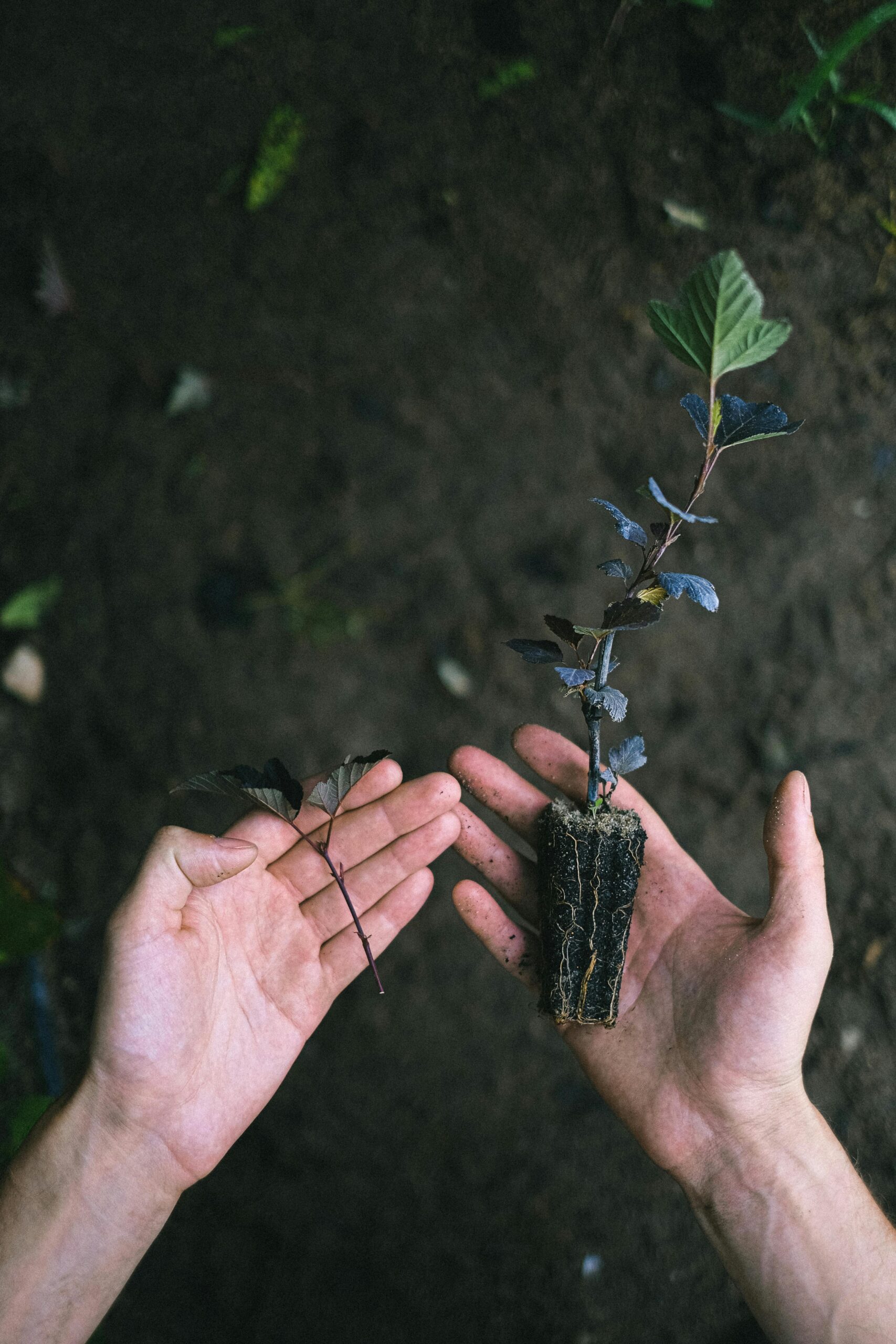 AI Meets Climate Action How Indian Government Policies Are Supporting Research and Innovation-Wisekhabar AI Meets Climate Action How Indian Government Policies Are Supporting Research and Innovation