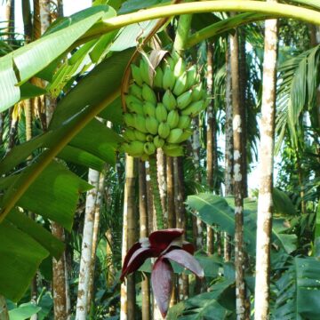 Are Government Schemes Addressing the Needs of UP’s Farmers