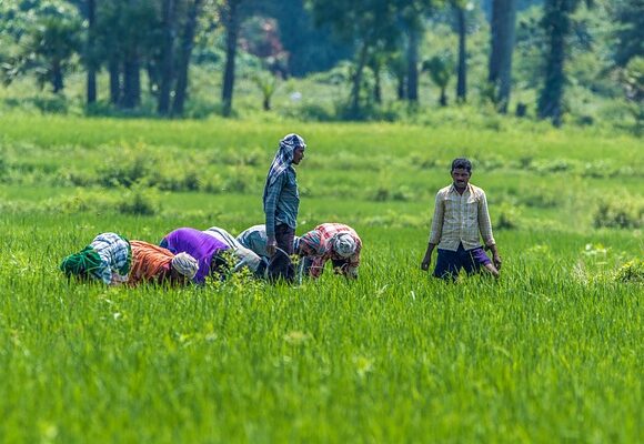 The Role of Technology in Uttar Pradesh’s Agriculture Innovation or Illusion-Wisekhabar The Role of Technology in Uttar Pradesh’s Agriculture Innovation or Illusion